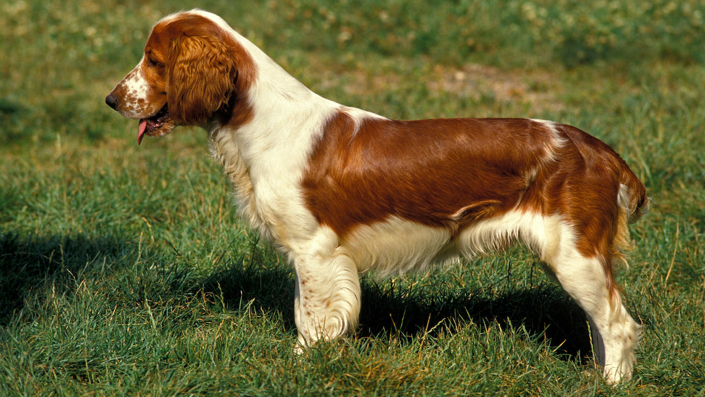 Welsh springer spaniel