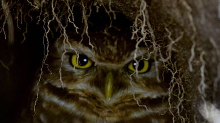 A burrowing owl sits in its underground nest in a bunker on the 18th green during a morning training session at the Rio Olympic golf course ahead of the Rio 2016 Olympic Games in Rio de Janei