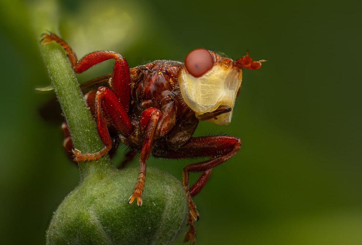 Insect on cherry plant.