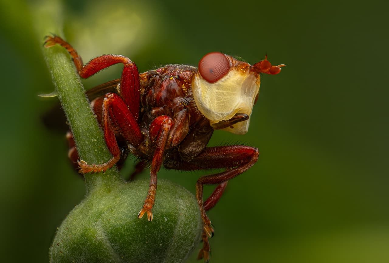 Insect on cherry plant.
