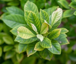 yellowing gardenia leaves