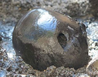 A skull excavated from the Alken Enge site this summer. It bears a mortal wound caused by a spear or arrow.