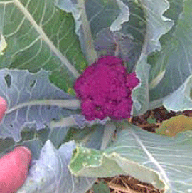 purple-cauliflower.gif