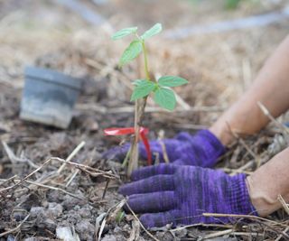 planting a fruit tree seedling in the ground