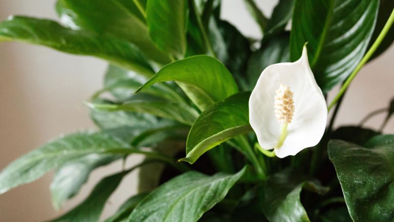 peace lily leaves and flower close up