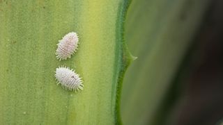 Two Mealybugs on a leaf up close