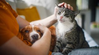 Person petting cat and dog