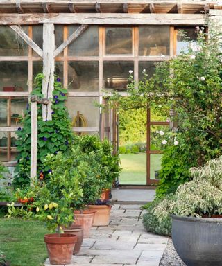 A garden with a tall wooden conservatory with an open door, fruit trees in terracotta pots on a gray stone path, and light gray wooden decking