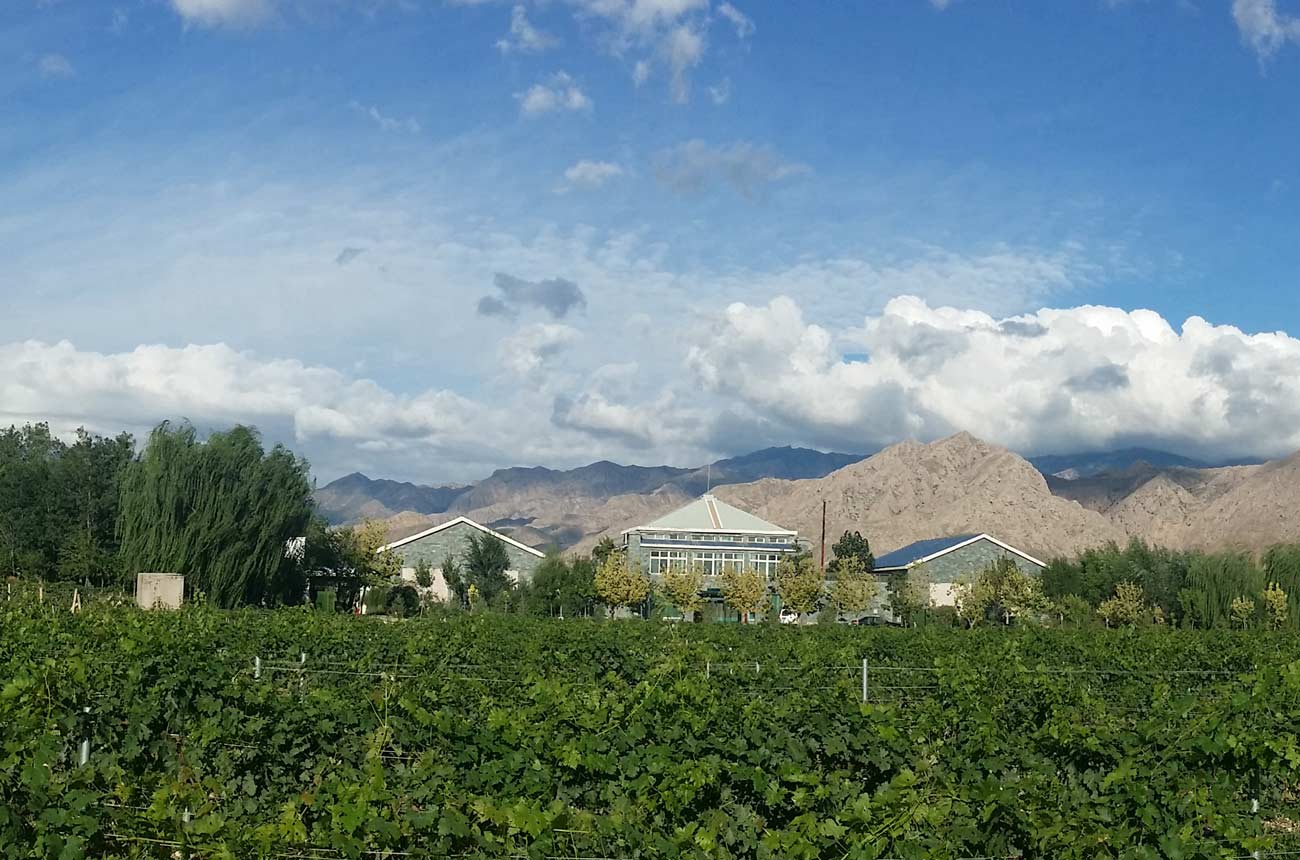 Helan-Qingxue-vineyards.jpg