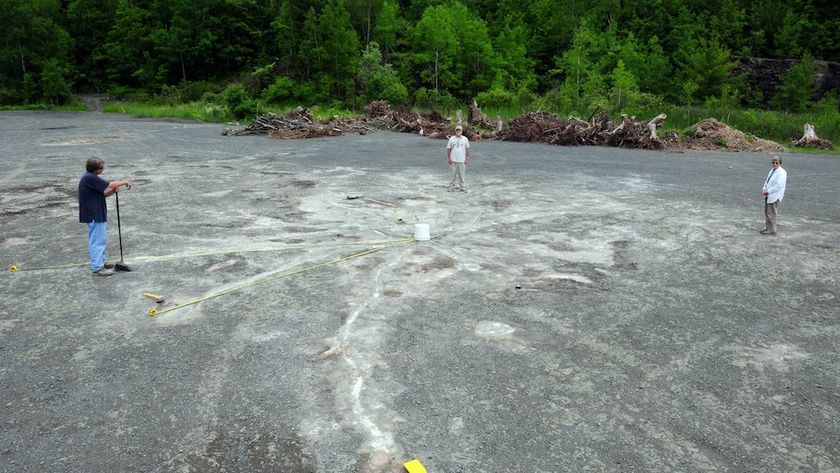 Three researchers stand in a quarry where the remains of ancient trees are buried.