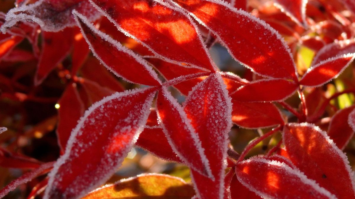 Instead of Burning Bush, Grow This Native Shrub – It Has Gorgeous Fall Color And Supports Wildlife
