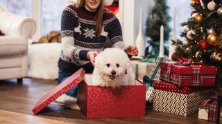 Dog in a gift box at Christmas