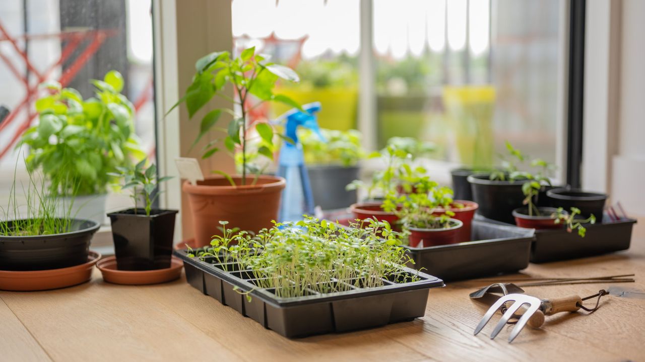 Trays of seedlings and potted up plants in an apartment