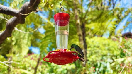 Hummingbird feeder