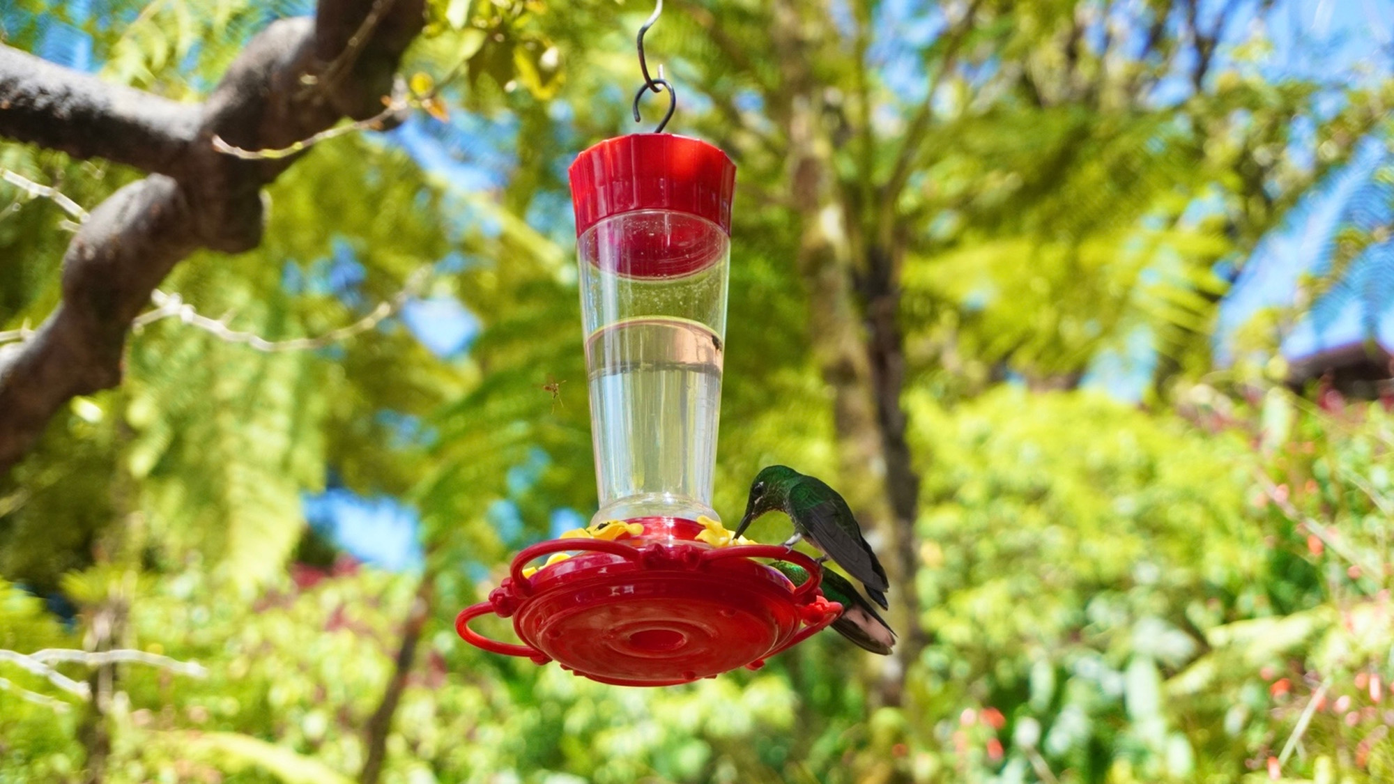 Hummingbird feeder