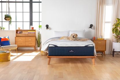 Dreamcloud luxury mattress Dreamcloud Amazon Prime Day Deal