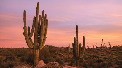 Cacti and rocks in Arizona's Sonoran Desert at dusk