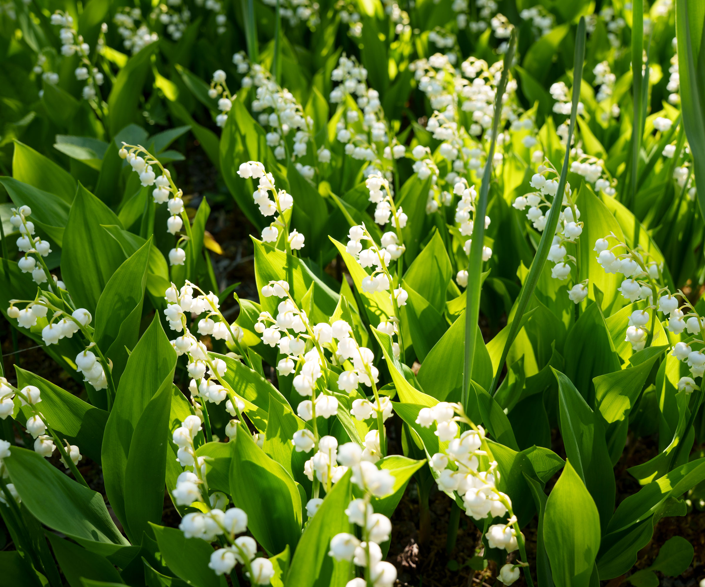 lily of the valley plants with masses of flowers