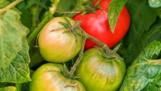 Ripening tomatoes on a branch