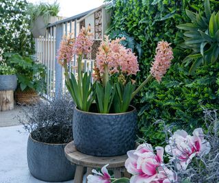 spring planter with Gipsy Queen salmon hyacinths