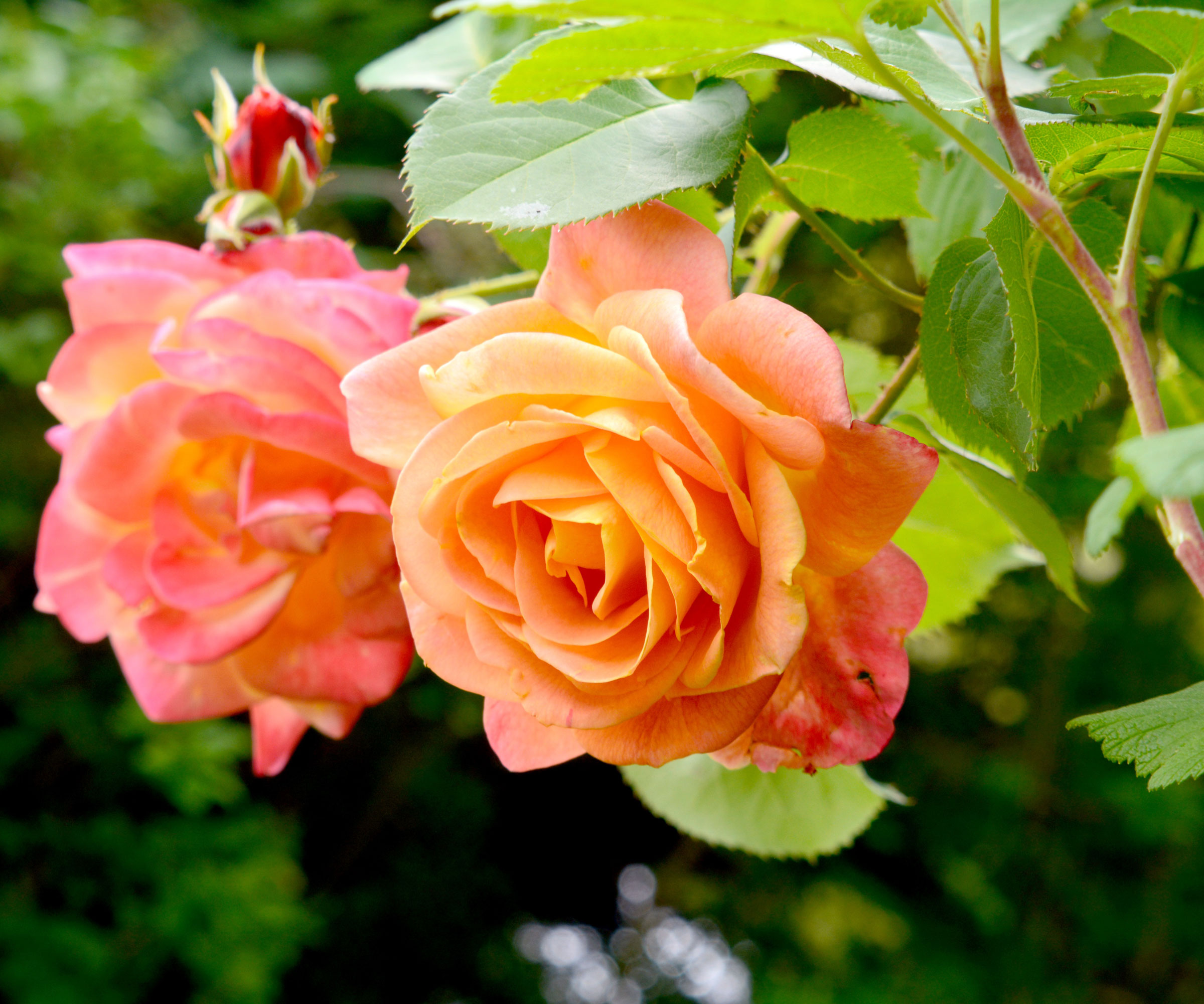 rose Joseph's Coat with orange flowers