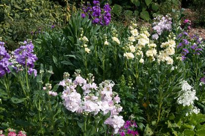 Purple Stock Flowers