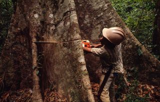 Cutting a Tree in The Amazon