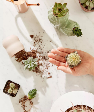 An assortment of succulents and pots with hands outstretched holding a cactus