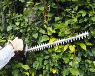 close up of hedge trimmer cutting a hedge