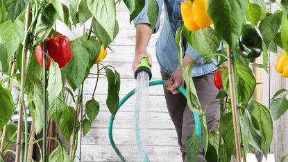 person watering peppers growing in a greenhouse using a hose