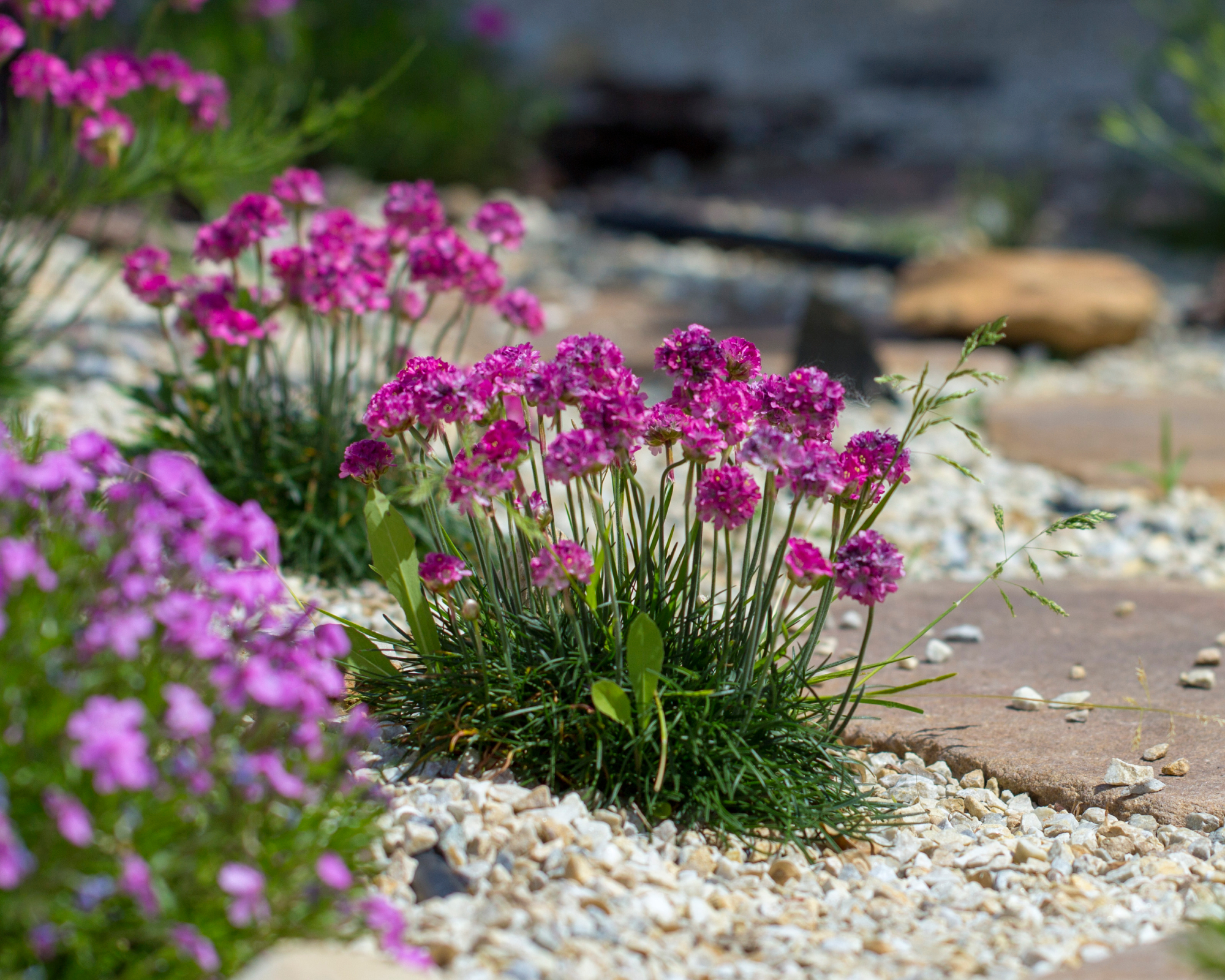 Sea thrift growing in gravel to soften hard landscaping