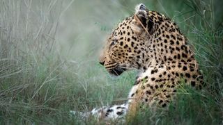 A close-up profile of a resting leopard amidst tall grass, showcasing its distinctive spotted coat and calm expression