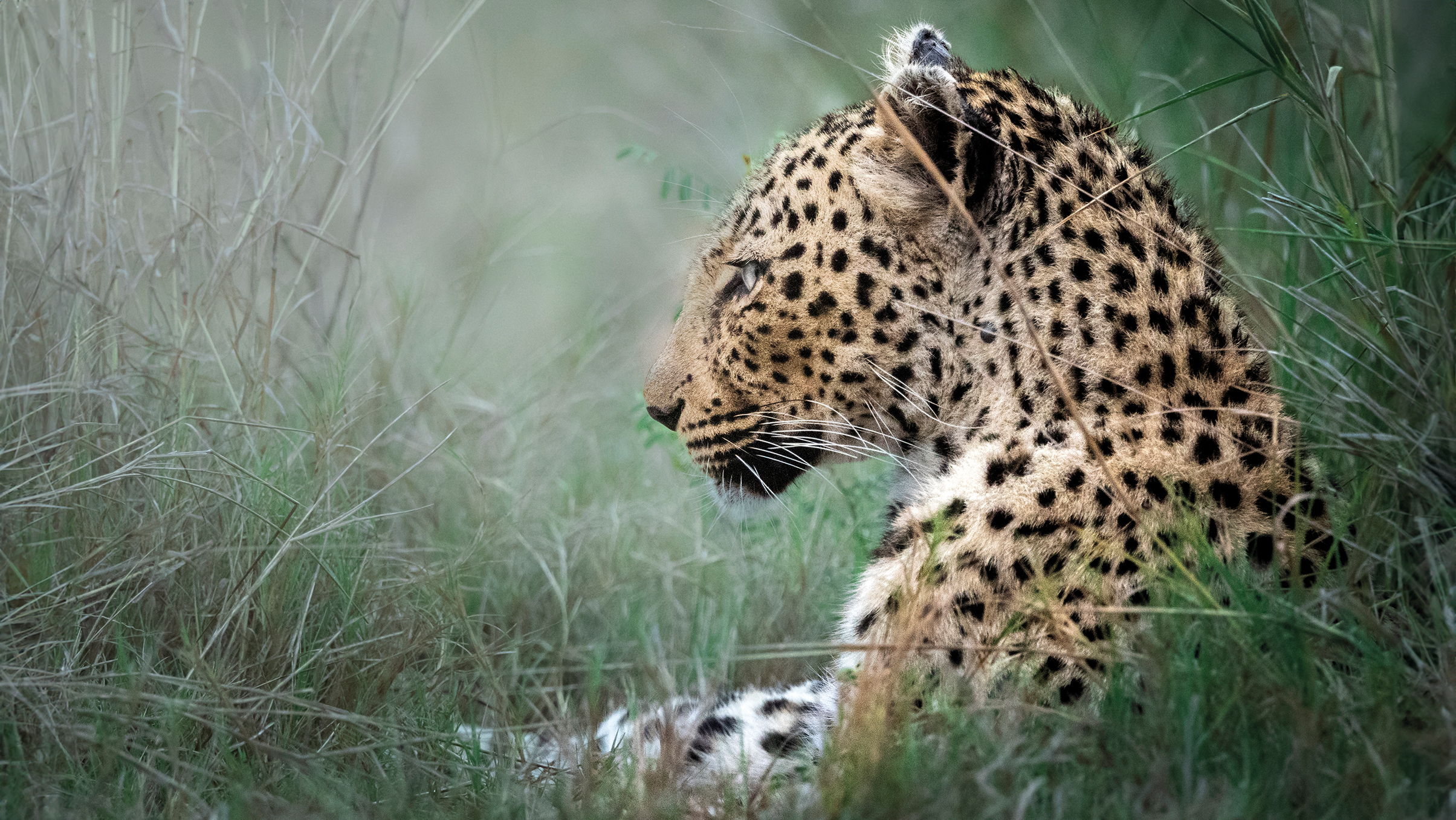 A close-up profile of a resting leopard amidst tall grass, showcasing its distinctive spotted coat and calm expression
