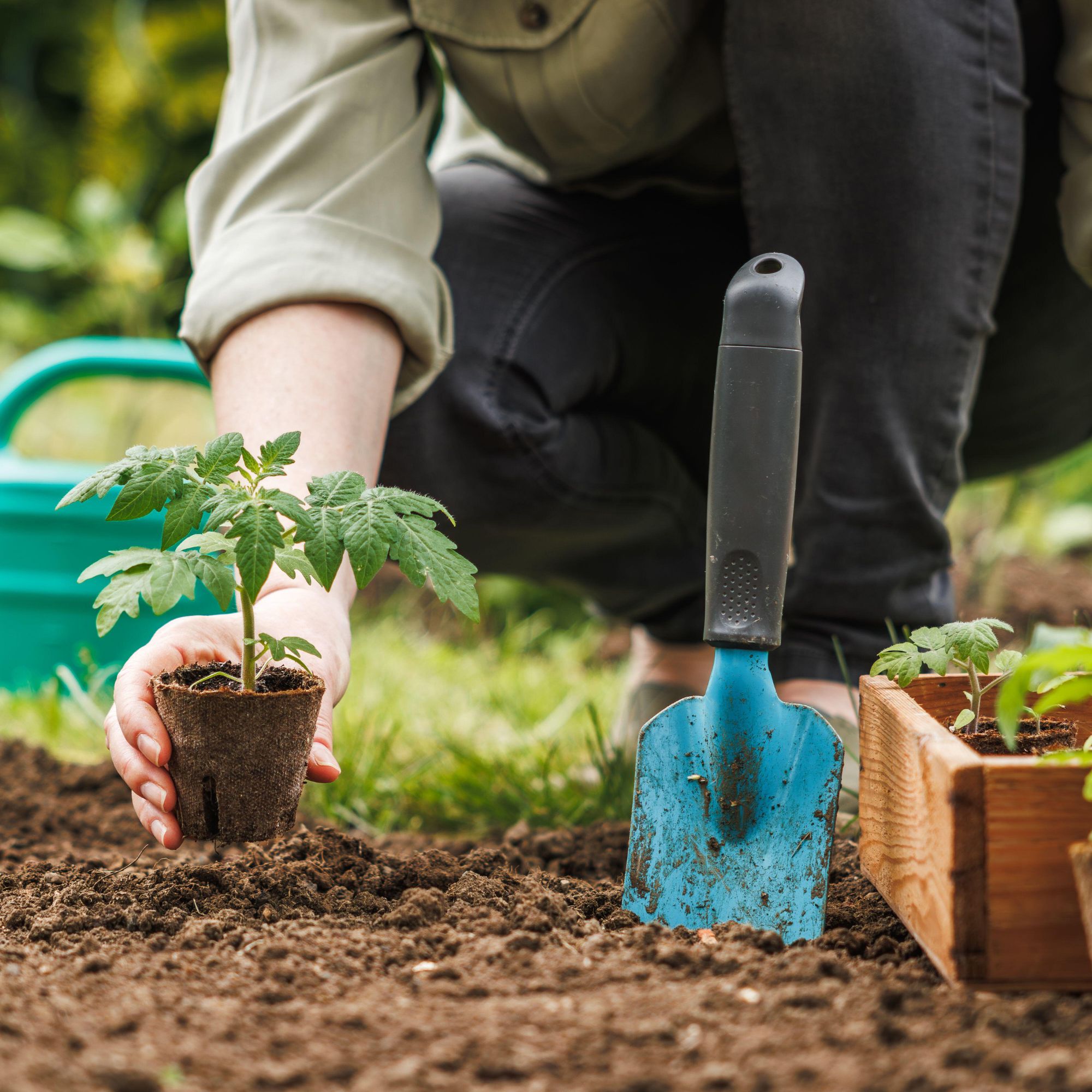 biodegradable pots being planted in soil