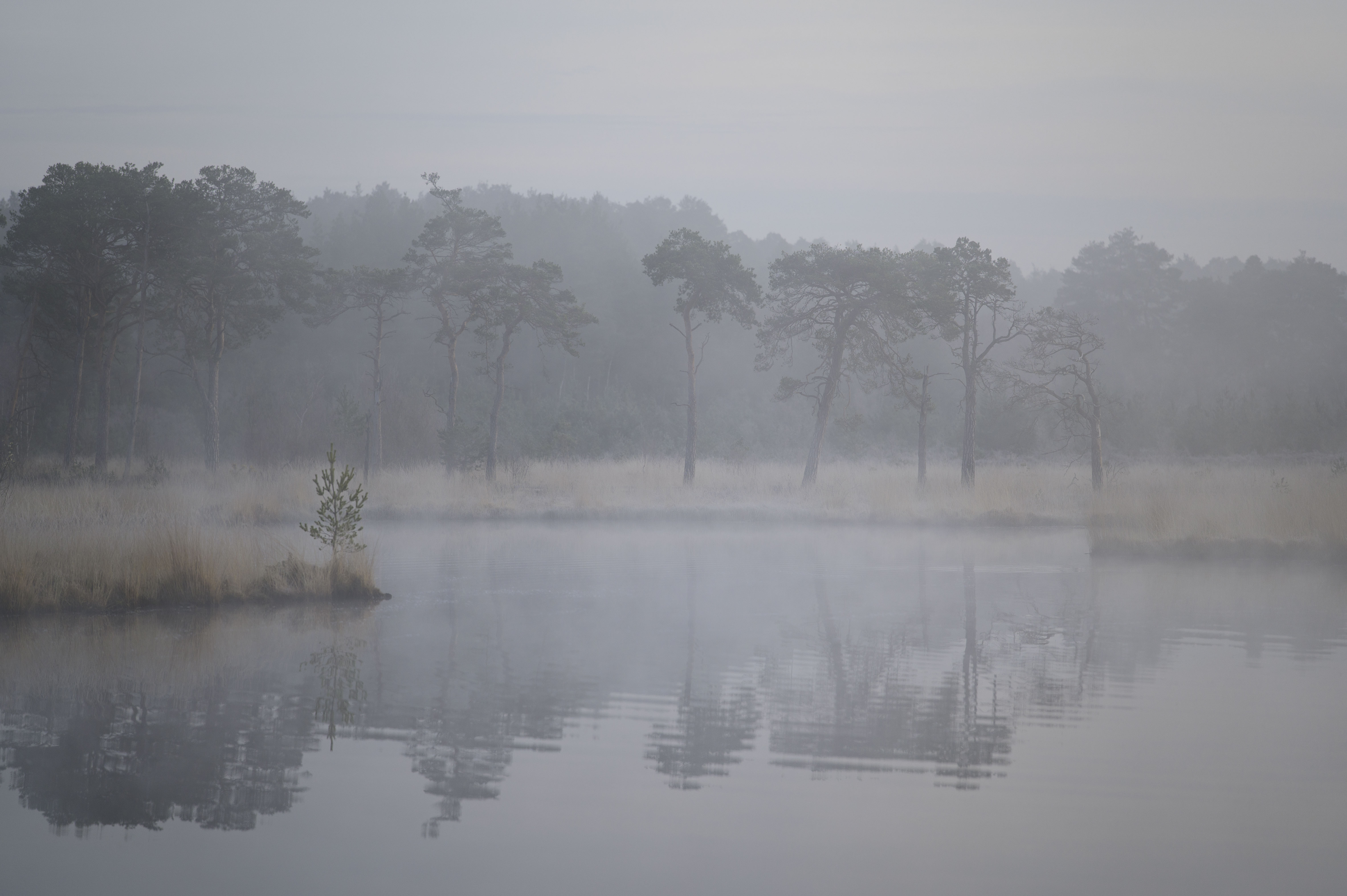 a collection of trees reflected in a still lake, with a touch of mist, at first light