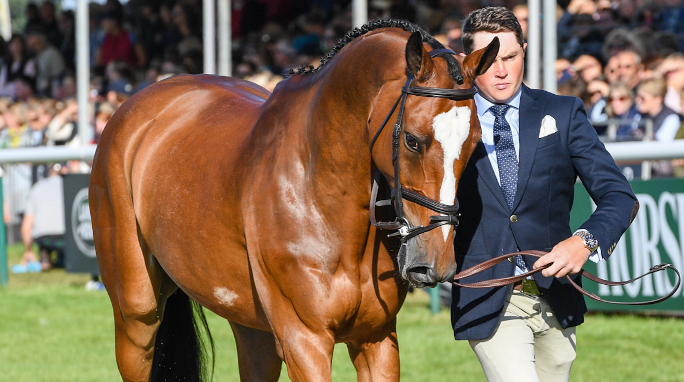 Final vet inspection Burghley 2019