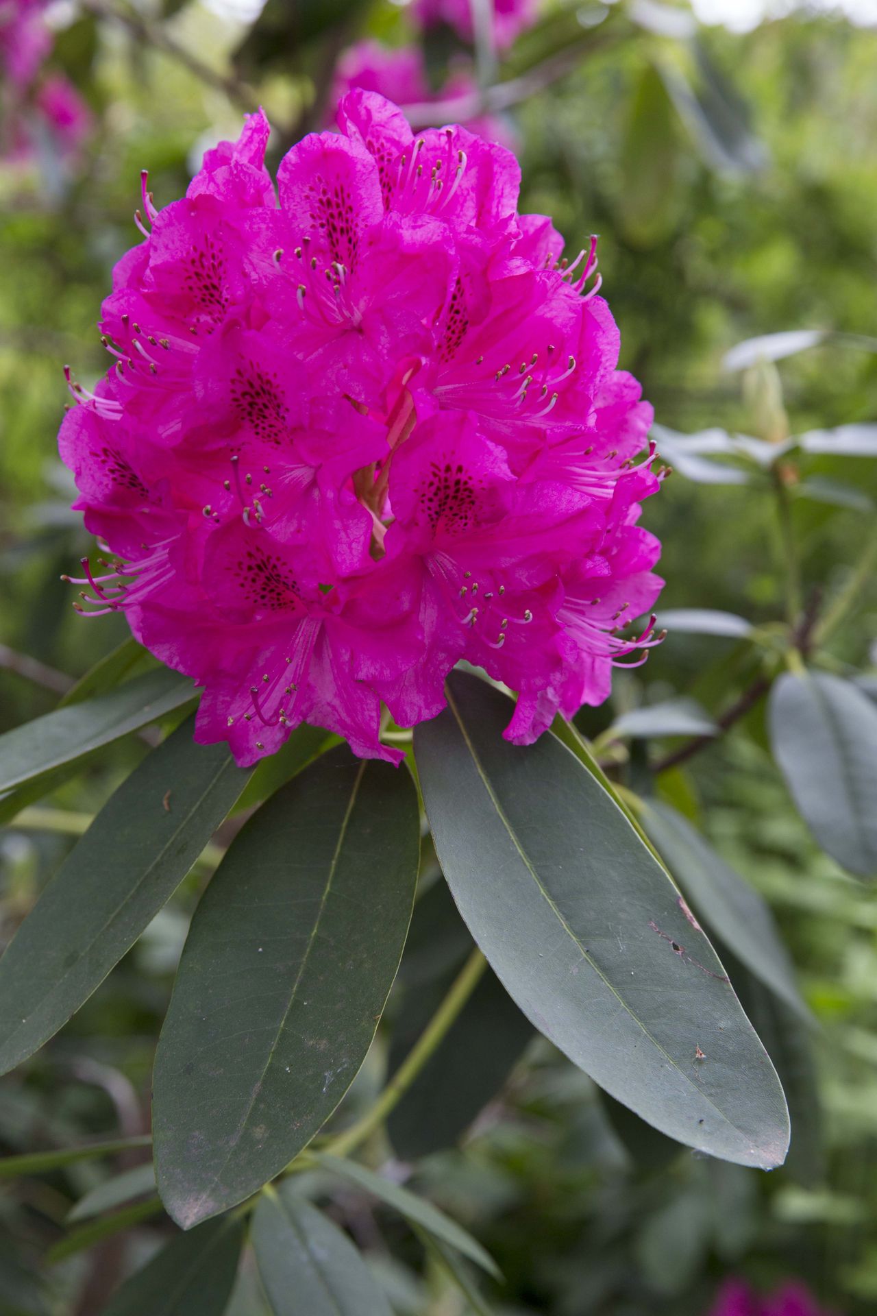 colourful flower