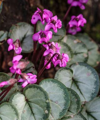 types of cyclamen Pewter Group flowering in shade