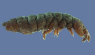 This springtail species (Gomphiocephalus hodgsoni) is commonly found in the Dry Valleys, one of the few ice-free areas of Antarctica.