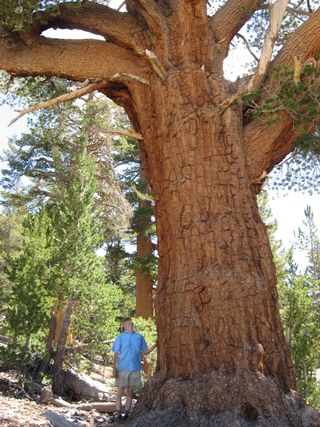 A western white pine in Kings Canyon National Park, Calif., towers over USGS ecologist Nathan Stephenson.