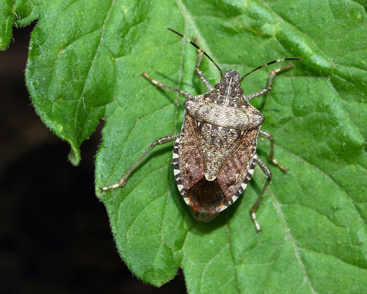 Stink Bug On Green Leaf