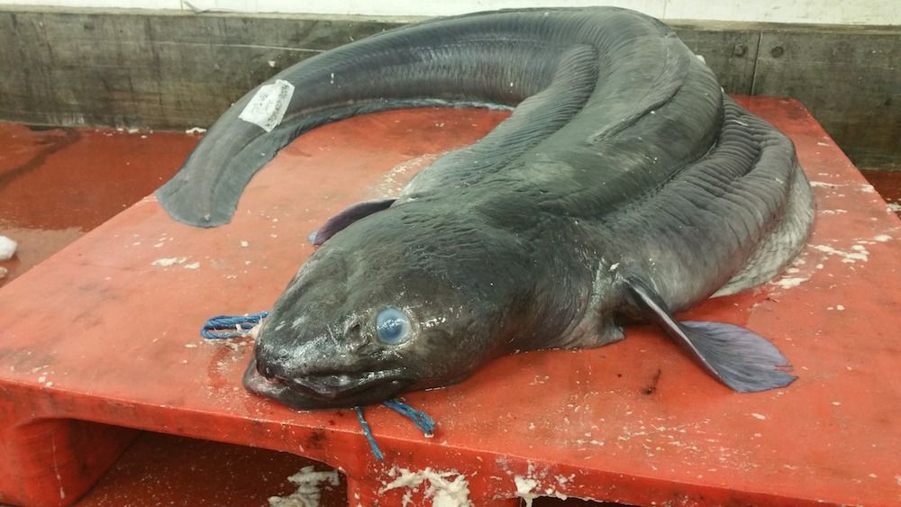 conger eel