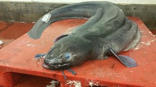 conger eel