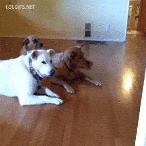 3 Dogs Get Out of the Way of Dog on Robot Vacuum