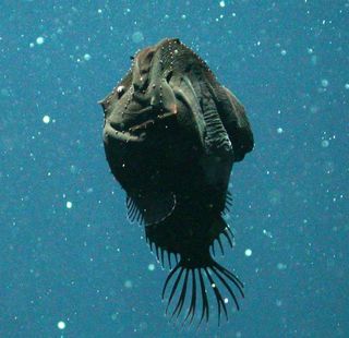 An anglerfish, about 4,800 feet (1,460 m.) down, off the coast of California. This fish uses a glowing lure that dangles from its head to entice prey within striking distance of its large mouth.