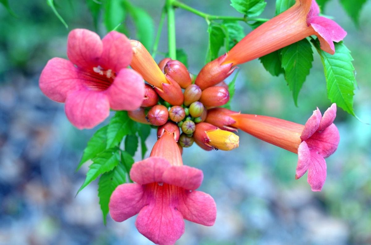 Zone 5 Vine Varieties What Are The Best Vines For Zone 5 Gardens