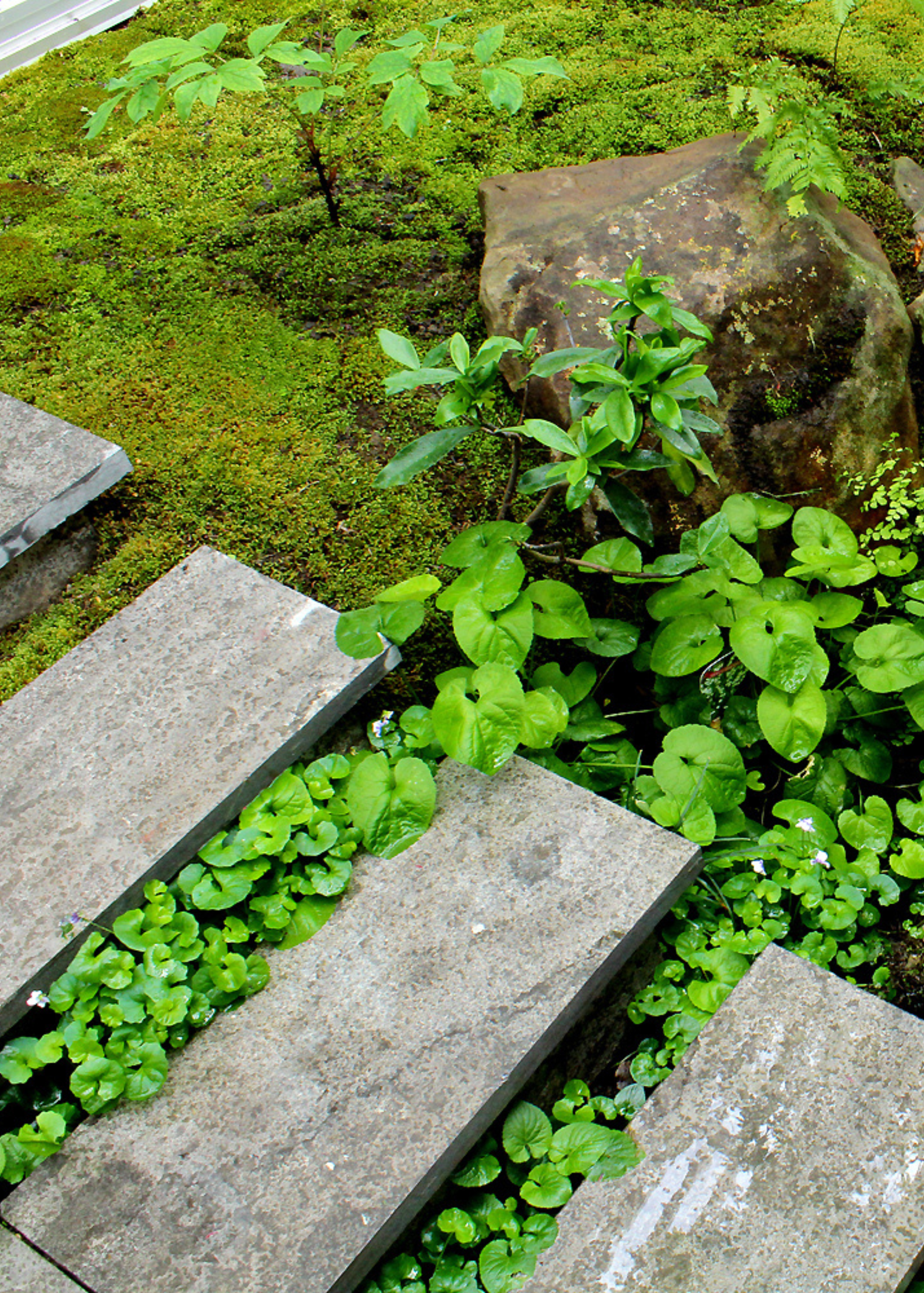 A moss garden with stone steps by rocks
