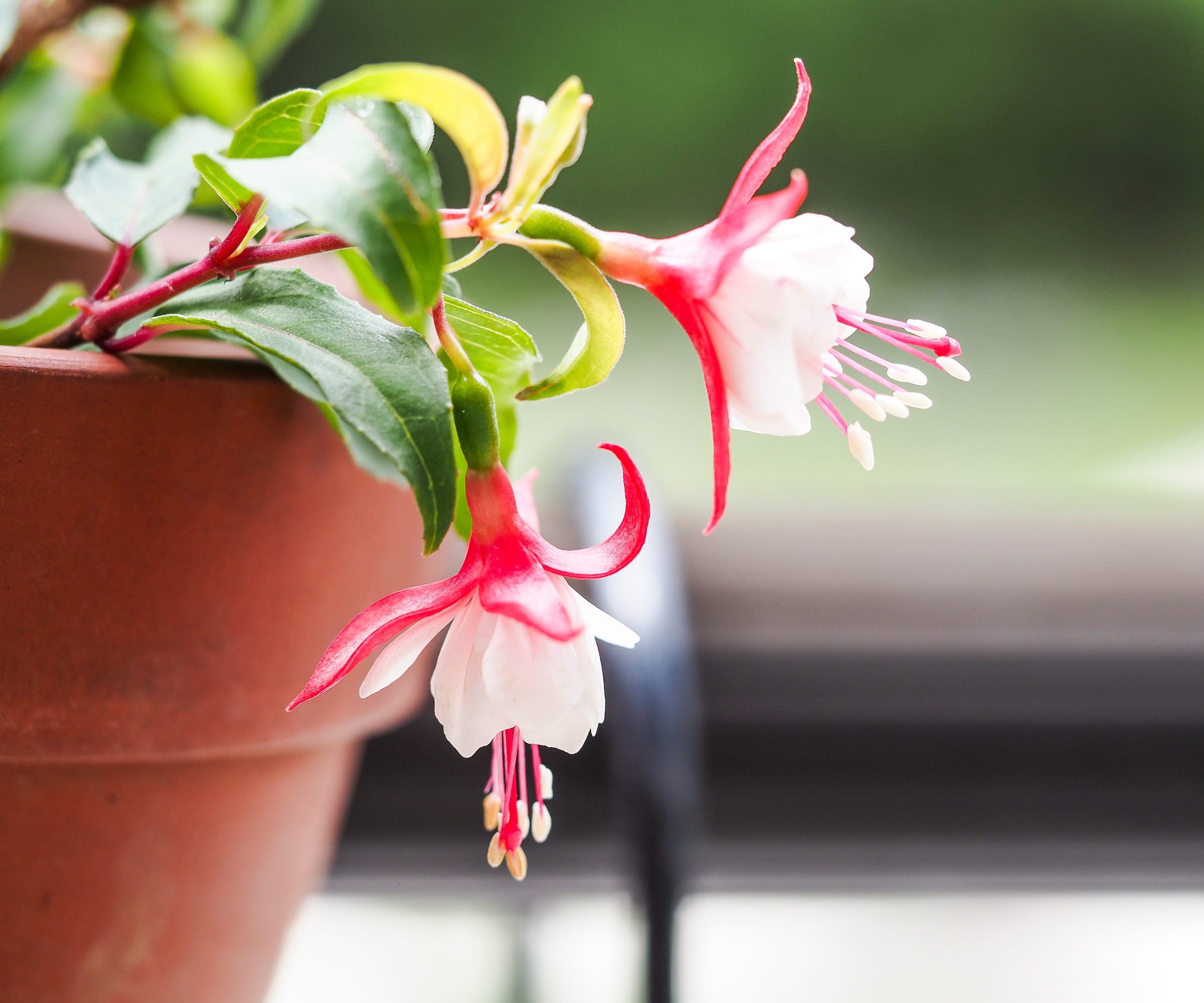 Fuchsia in pot