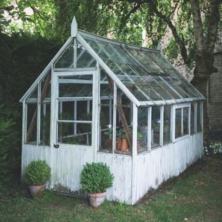 Potted evergreen plants outside white greenhouse beneath tree in garden