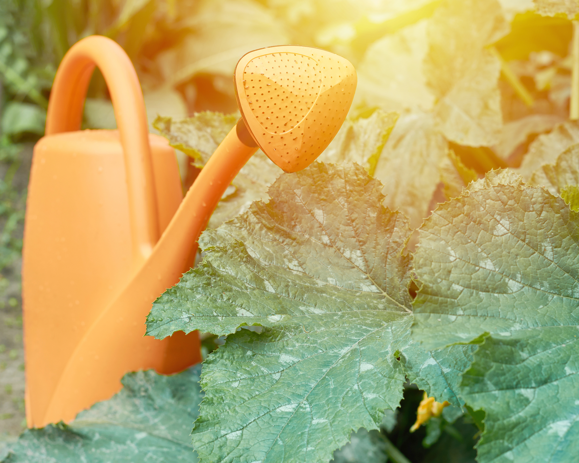 Orange watering can in garden for watering vegetable bed